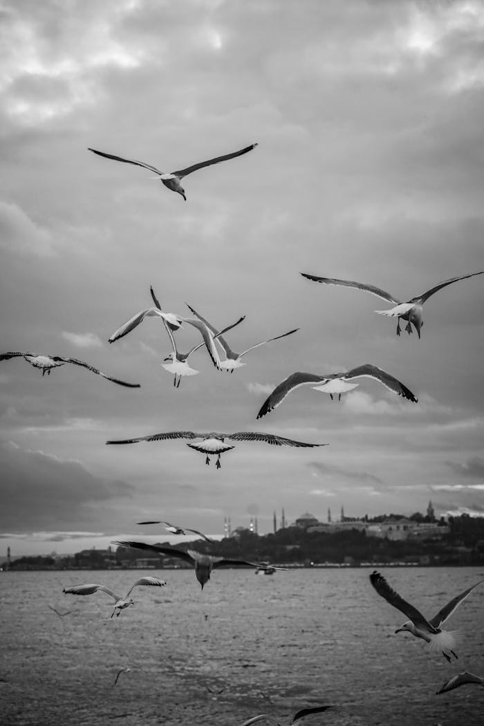 Black and white photo of seagulls flying over the sea with Istanbul skyline in the background.